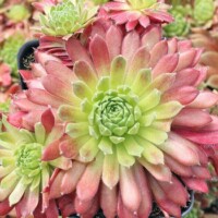 Sempervivum 'State Fair' Sempervivum 'State Fair'