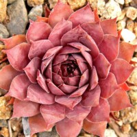 Sempervivum 'Zulu' Sempervivum 'Zulu'