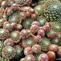 Sempervivum arachnoideum 'Robin' Sempervivum arachnoideum 'Robin'