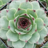 Sempervivum calcareum Sempervivum calcareum
