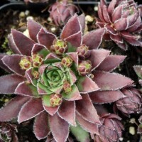 Sempervivum globiferum ssp. hirtum 'Hedgehog' Sempervivum globiferum ssp. hirtum 'Hedgehog'