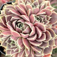 Sempervivum heuffelii 'Purple Haze' Sempervivum heuffelii 'Purple Haze'