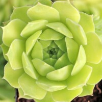 Sempervivum heuffelii 'Water Lily' Sempervivum heuffelii 'Water Lily'
