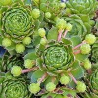 Sempervivum kindingeri Sempervivum kindingeri