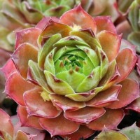 Sempervivum tectorum (boissieri) Sempervivum tectorum (boissieri)
