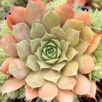 Sempervivum x comollii Sempervivum x comollii